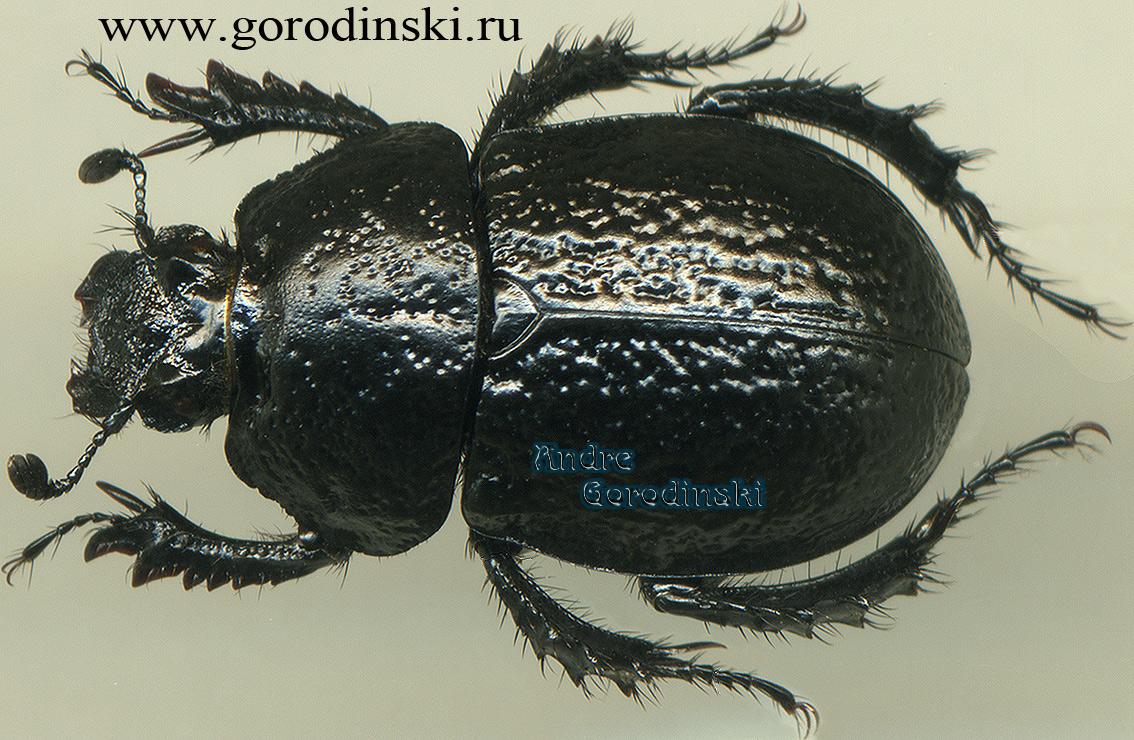 http://www.gorodinski.ru/geotrupes/Odontotrypes cariosus.jpg